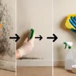 Come si rimuove la muffa dalle pareti? I passaggi che evitano il ritorno